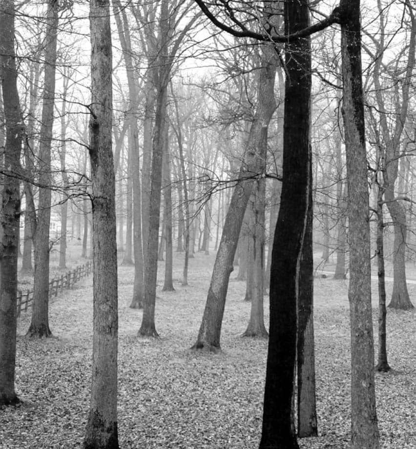 A black and white photo of bare trees at Brushwood Farm, 1972