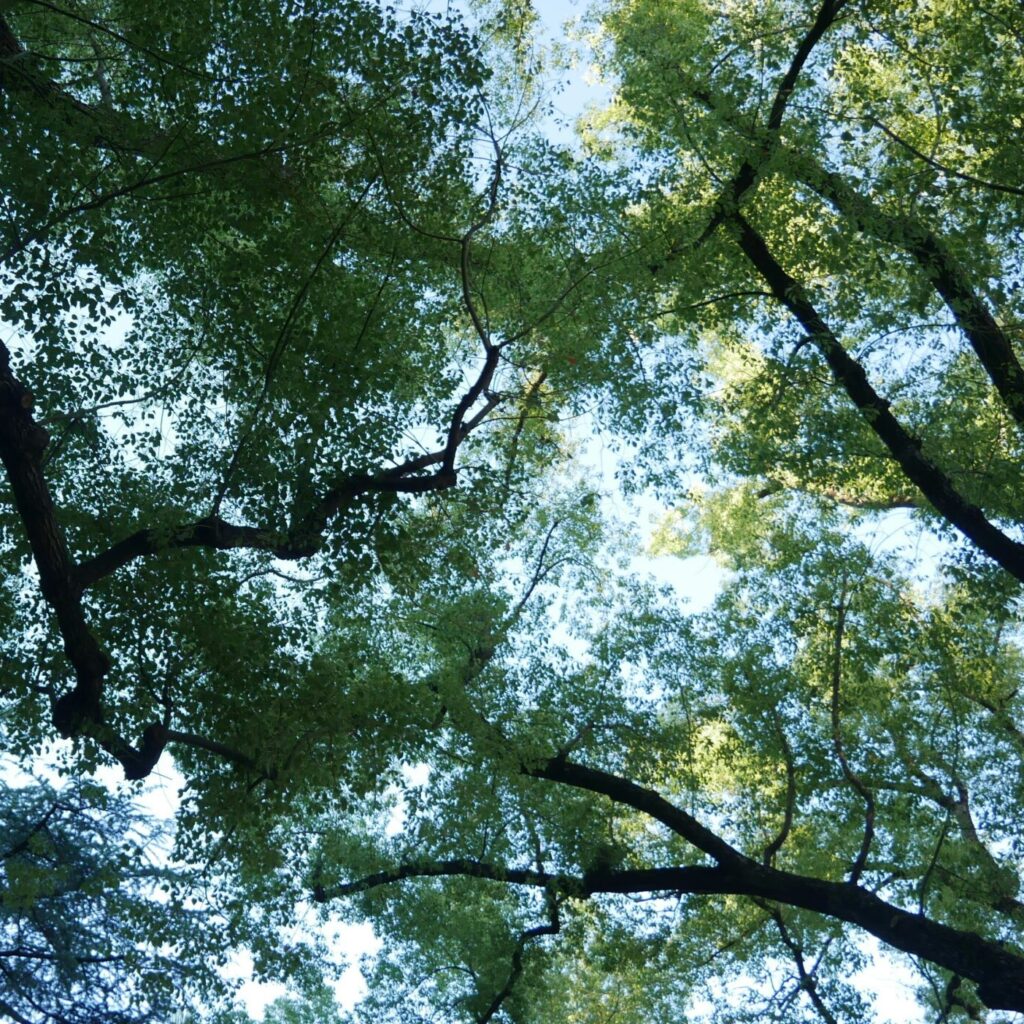 A canopy of trees, with sunlight shining through, blue sky