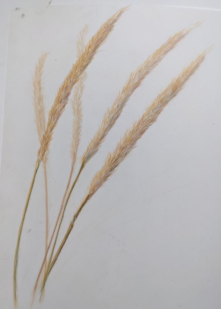 Beach Grasses, by Betty Schulte