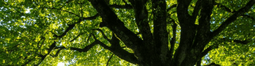 Sunlight shines through the leaves of a widespread tree.