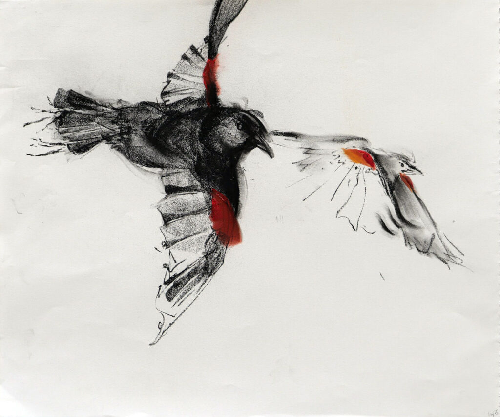 Image: Red-wing blackbirds, Independence Grove by Polly Greathouse
Media: Charcoal sketch