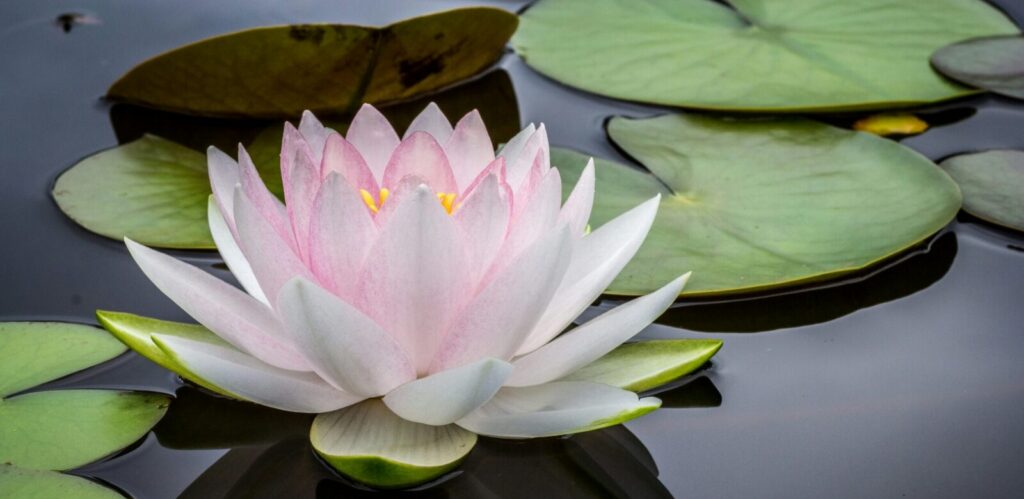 Water lily and lily pads float on water