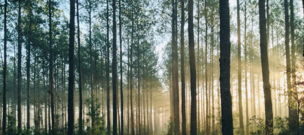 Light shines through trees in a forest