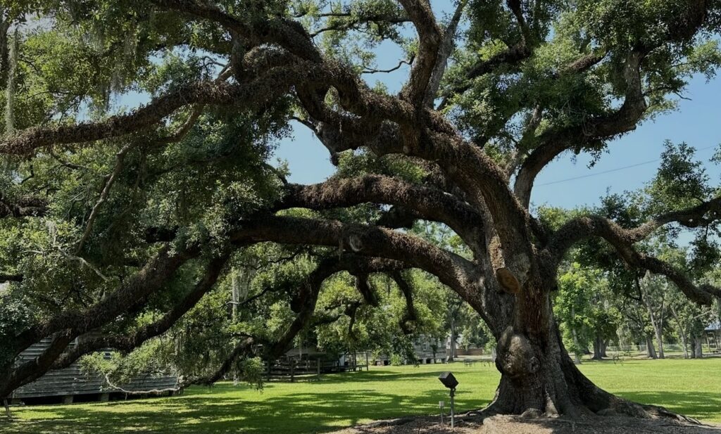 A large gnarled oak tree