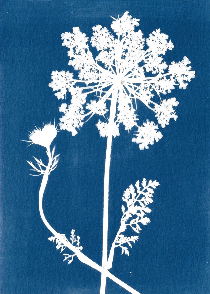 Queen Anne's Lace/ Wild Carrot, cyanotype by Catherine Tully