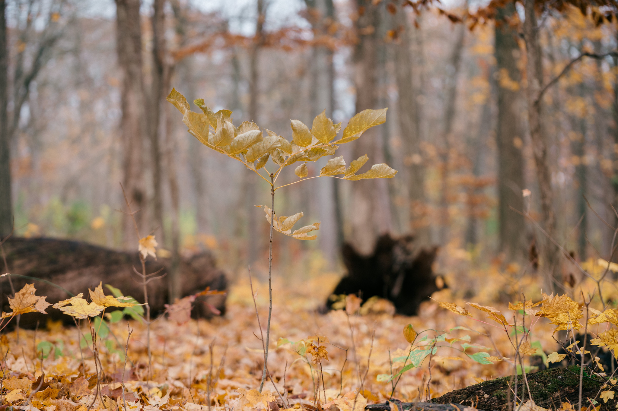Suicide Prevention: An Ecosystem for Staying